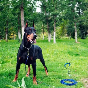 Imagen del producto Eficaz Collar de Cadena de Mascota Duradero para Mascotas | Compra online en Tiendafiable