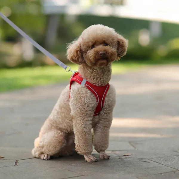 Imagen Del Producto Conjunto De Correa De Arnés Para Perros Pequeños | Compra Online En Tiendafiable