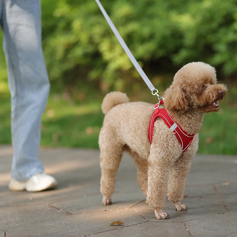 Conjunto De Correa De Arnés Para Perros Pequeños