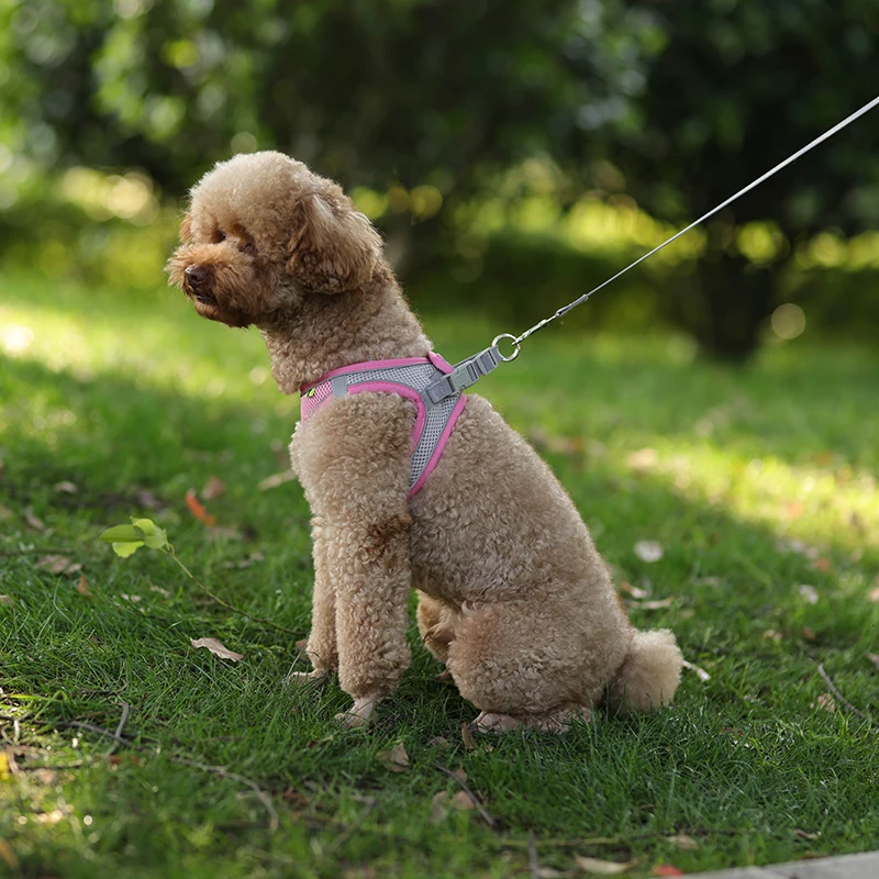 Conjunto De Correa De Arnés Para Perros Pequeños
