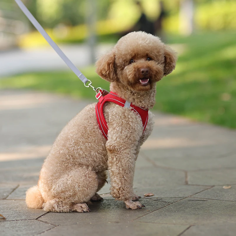 Conjunto De Correa De Arnés Para Perros Pequeños