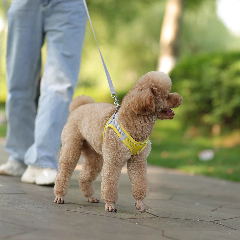 Conjunto De Correa De Arnés Para Perros Pequeños