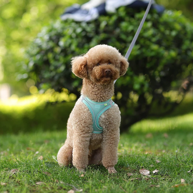 Conjunto De Correa De Arnés Para Perros Pequeños