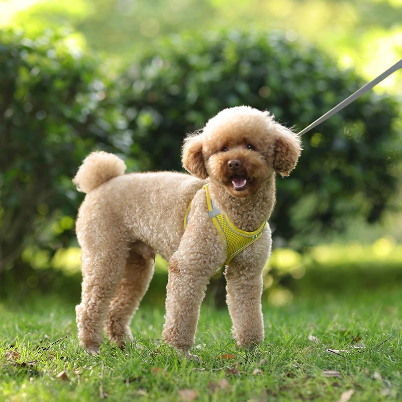Conjunto De Correa De Arnés Para Perros Pequeños
