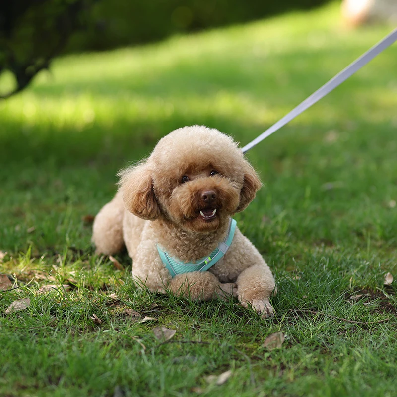 Conjunto De Correa De Arnés Para Perros Pequeños