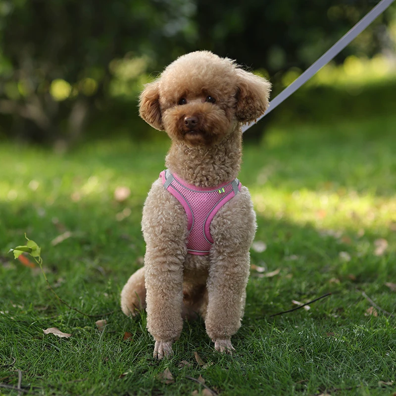 Conjunto De Correa De Arnés Para Perros Pequeños