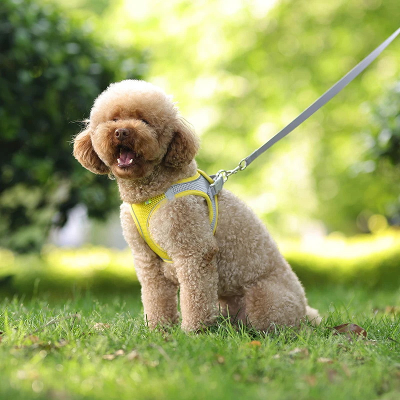 Conjunto De Correa De Arnés Para Perros Pequeños