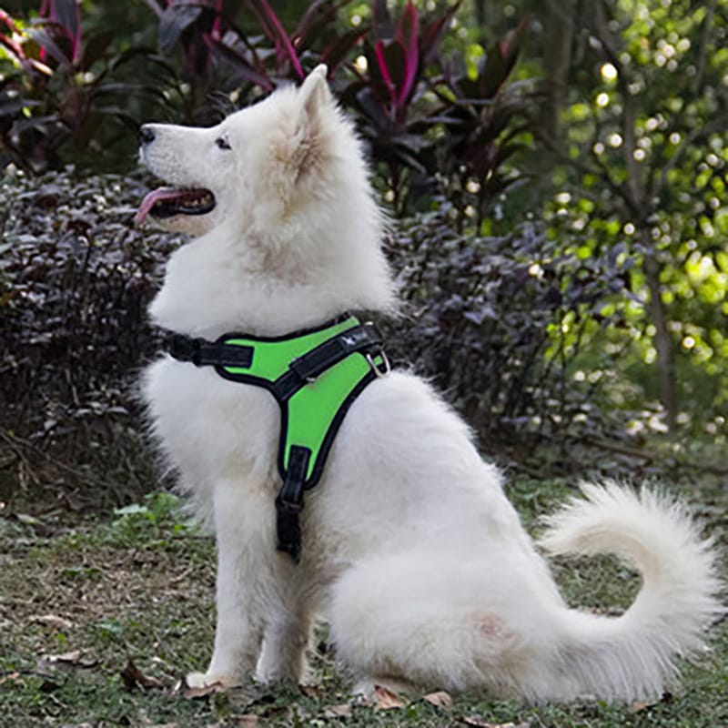 Correa Para Perros Y Gatos Eficaz Arnés Ajustable Correa Para Perros Y Gatos Eficaz Arnés Ajustable