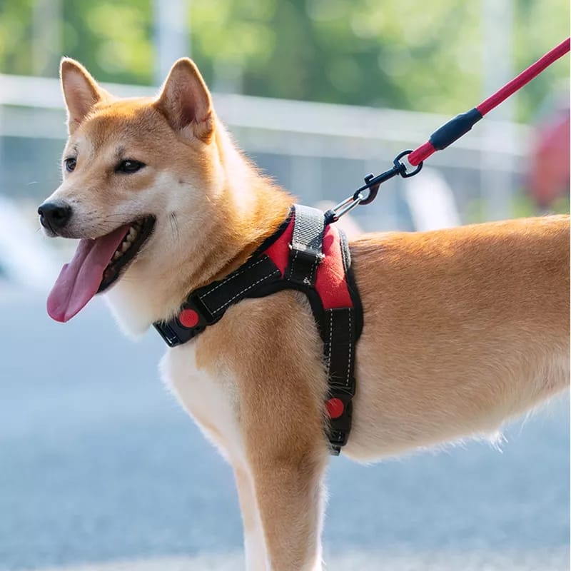 Correa Para Perros Y Gatos Eficaz Arnés Ajustable Correa Para Perros Y Gatos Eficaz Arnés Ajustable