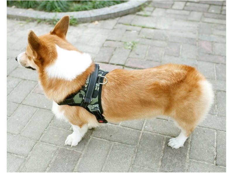 Correa Para Perros Y Gatos Eficaz Arnés Ajustable Correa Para Perros Y Gatos Eficaz Arnés Ajustable