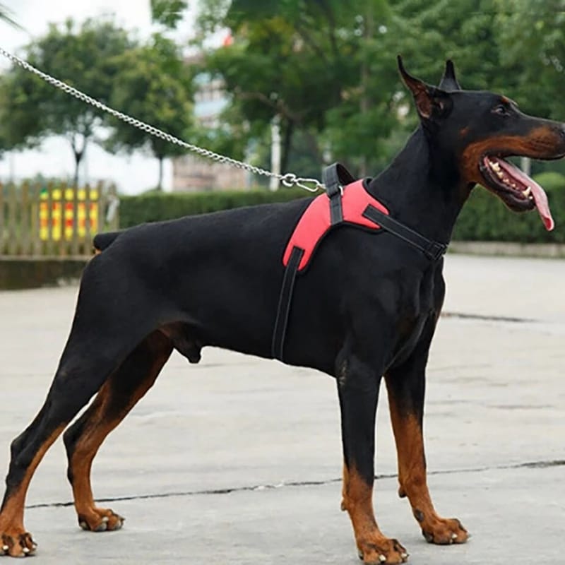 Correa Para Perros Y Gatos Eficaz Arnés Ajustable Correa Para Perros Y Gatos Eficaz Arnés Ajustable