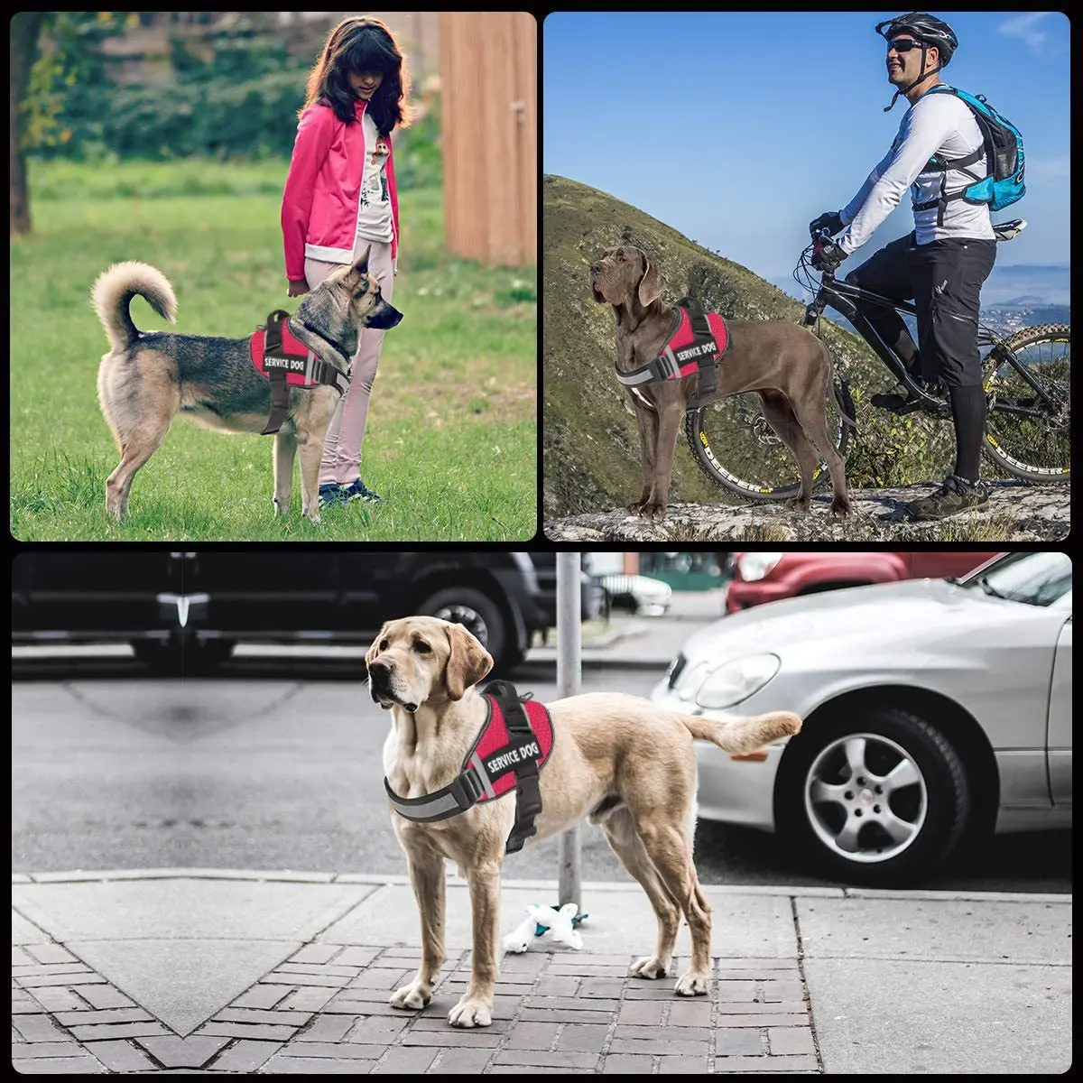 Nuevo Arnés Transpirable Personalizado Para Mascotas Nuevo Arnés Transpirable Personalizado Para Mascotas