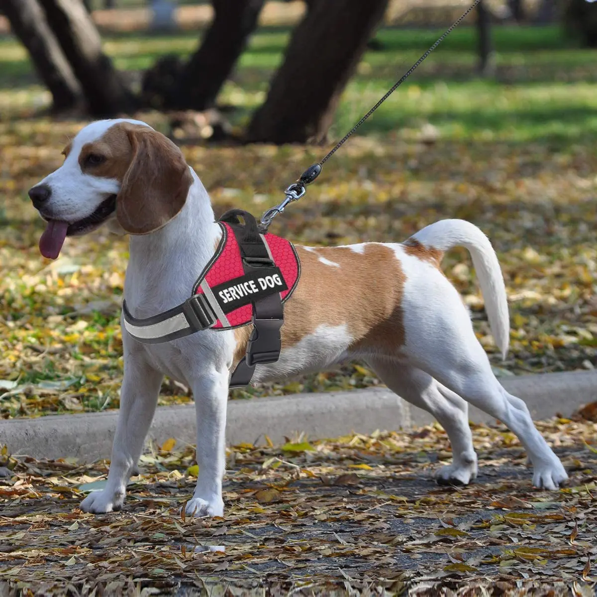 Nuevo Arnés Transpirable Personalizado Para Mascotas Nuevo Arnés Transpirable Personalizado Para Mascotas